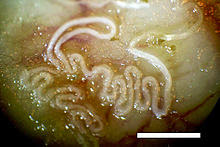 Nih Félix Dujardin - Peneliti Protozoa, Konsep Protoplasma Dan Invertebrata