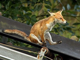 德國小狐狸 輸送帶當溜滑梯