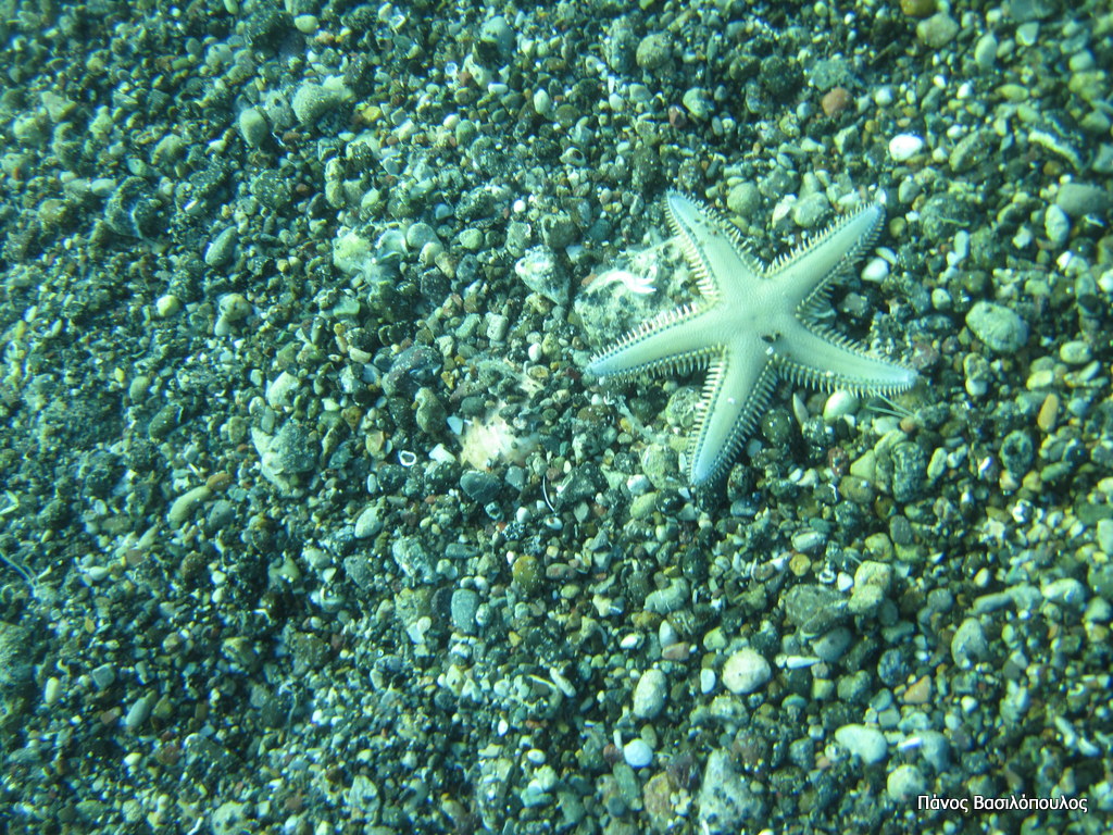 Θαλασσινές φωτογραφίες Αστερίας,Asteroidea