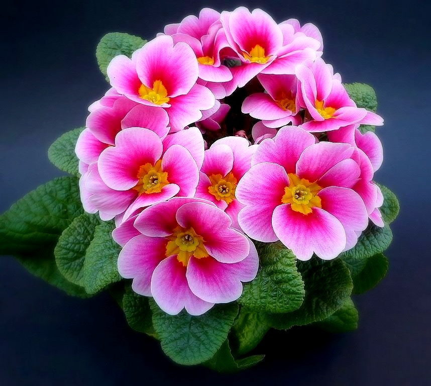 Bunga-Bunga Yang Cantik Dan Indah - AlamBlogr