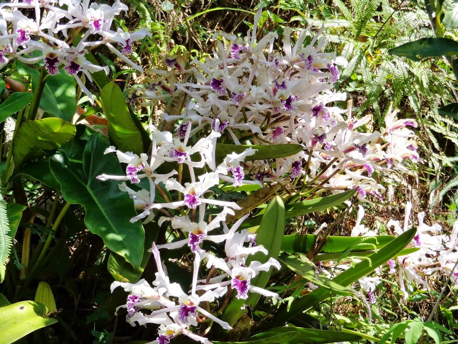Caminho das orquídeas