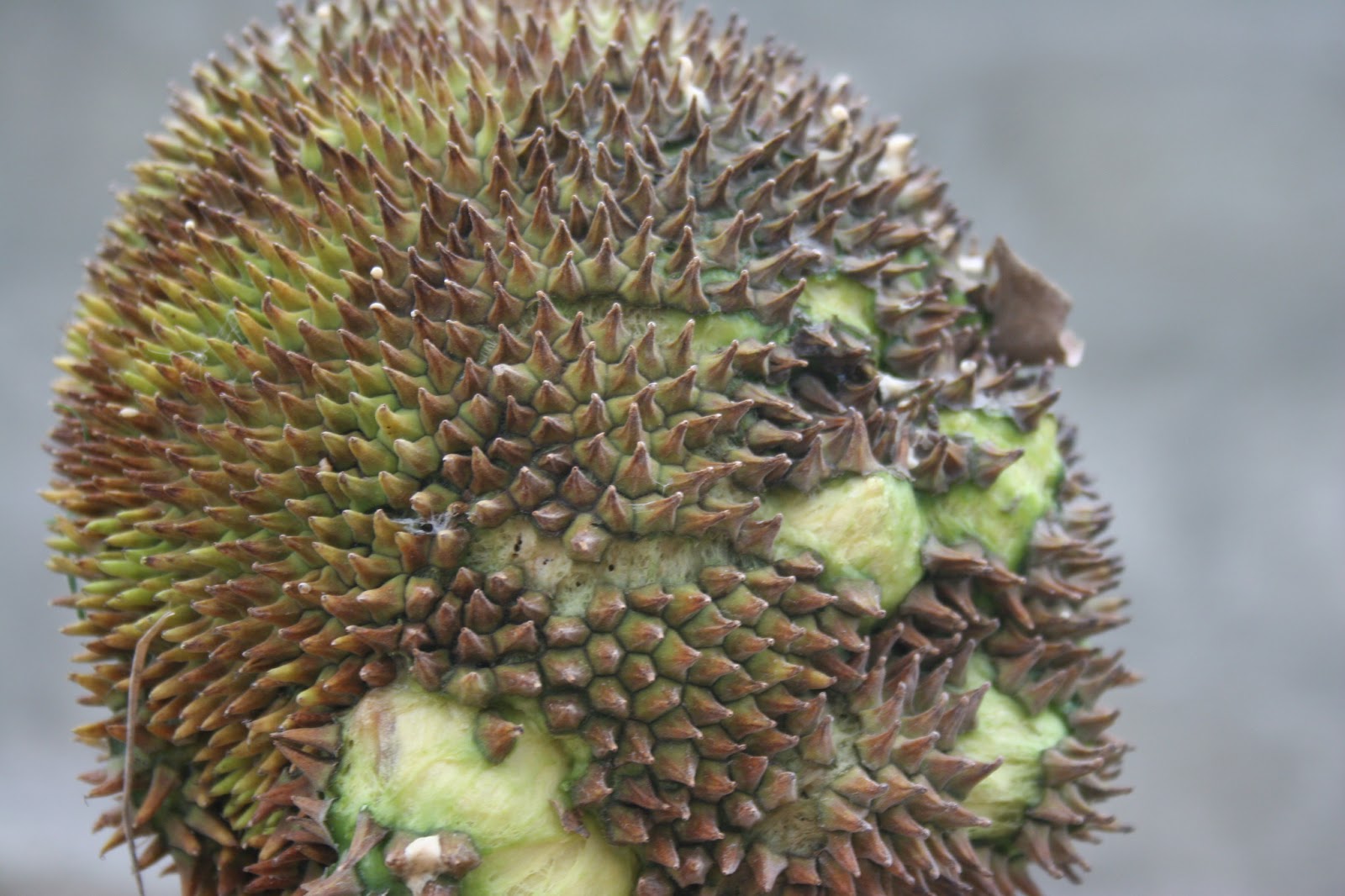 Haiti Hiatus Brother Edward Shows Us a Glimpse of the Abundant Plant