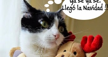 Imágenes De Gatos Navideños: Gatitos Chistosos | Imágenes Y Memes De Gatos