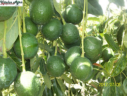 Aguacates 2011