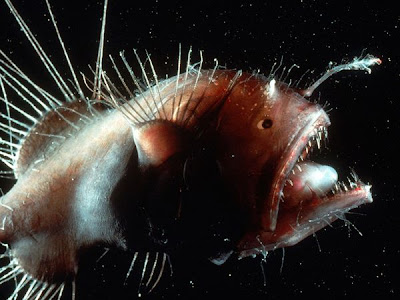 Monogami Ikan Laut Dalam Ini Sangat Ekstrem Saat Kawin Pejantan Monogami Ikan Laut Dalam Ini Sangat Ekstrem Saat Kawin Pejantan