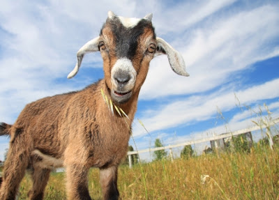 background computer wallpapers of beautiful goats, beautiful goats wallpapers, desktop wallpapers background computer wallpapers of beautiful goats, beautiful goats wallpapers, desktop wallpapers