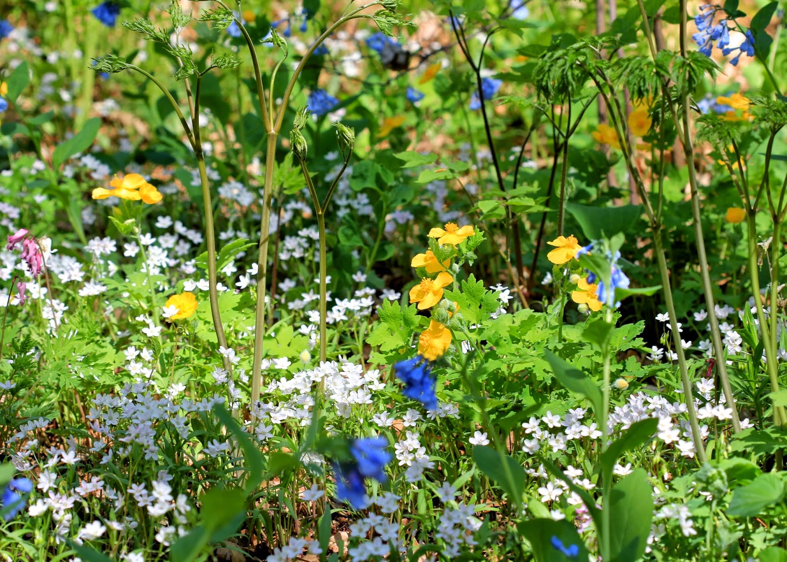 Red House Garden The Largest Wildflower Garden in New England in Spring