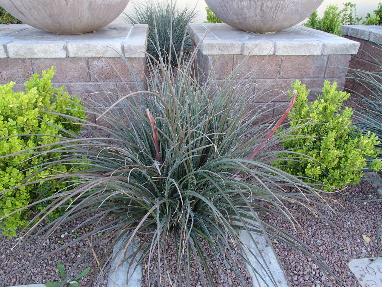 Xtremehorticulture of the Desert Overgrown Red Yucca Can Be Divided for Smaller Space
