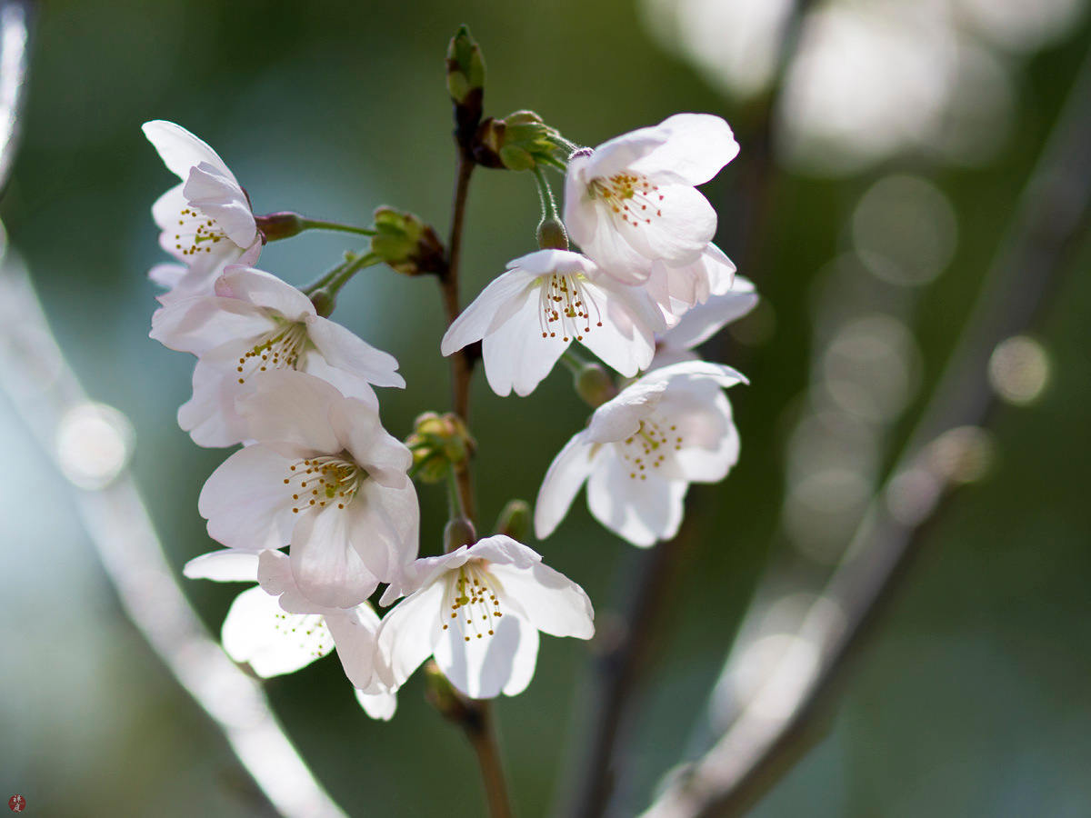From The Garden Of Zen Sakura Japanese Flowering Cherry