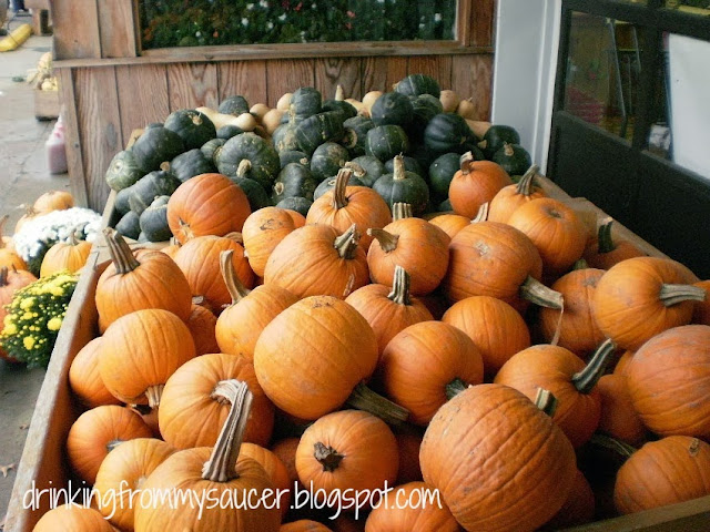 Drinking From My Saucer :: A Visit to Bauman Orchards