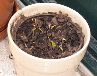 Pimentos a germinar Pimentos a germinar