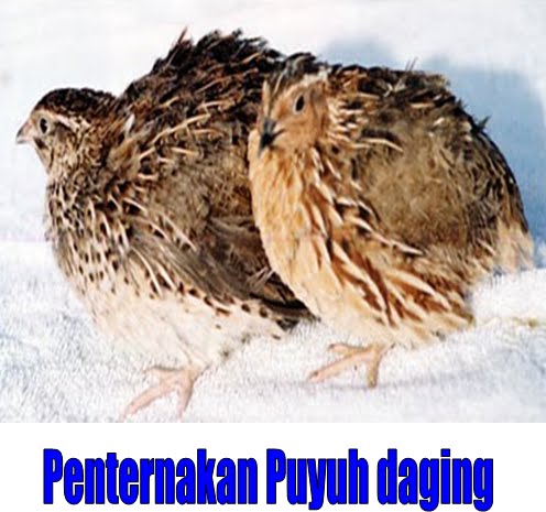 Pakan ternak fermentasi usaha penggemukan sapi potong terbaru