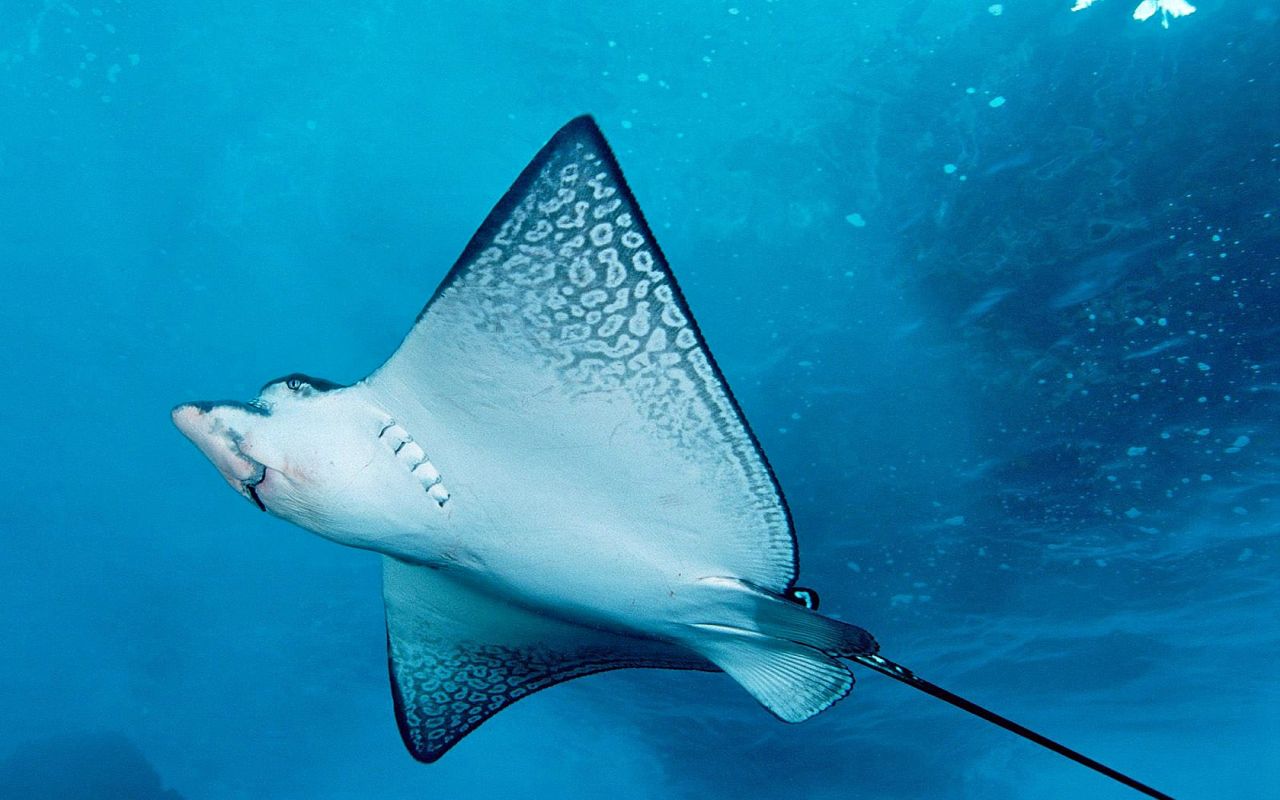 http://4.bp.blogspot.com/-YX56Z2qWmY0/TpFcbB6AYlI/AAAAAAAAB8I/92pk94lwIlY/s1600/sting_ray_swimming_showing_belly_wallpaper_-_1280x800-727771.jpg