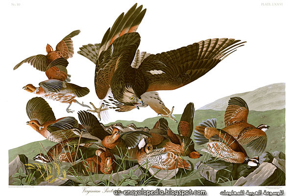 John James Audubons Plate 76   Birds of America 2528Virginian Partridge2529