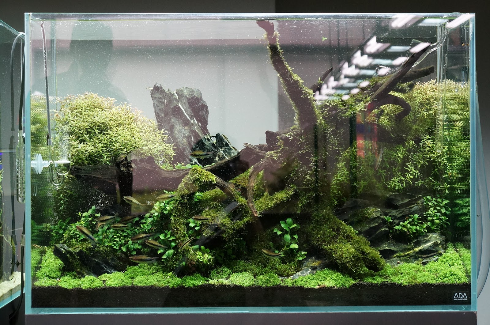 ホーンウッド ADA 流木 アクアリウム レイアウト