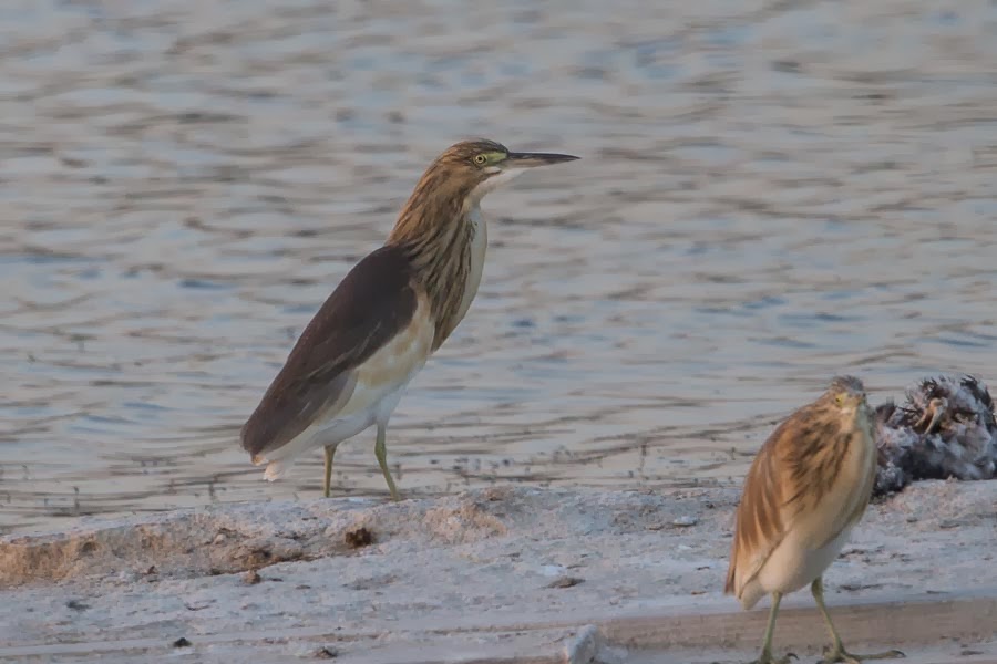 Birds of Saudi Arabia: 10/13