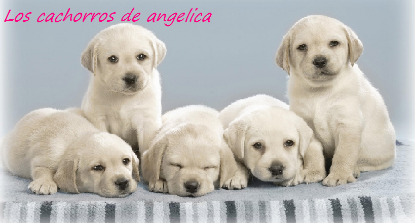 Los cachorros de angelica