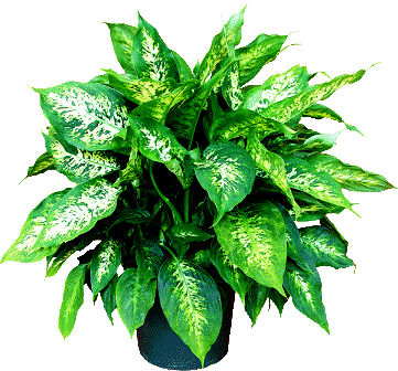Coneflower Leaves