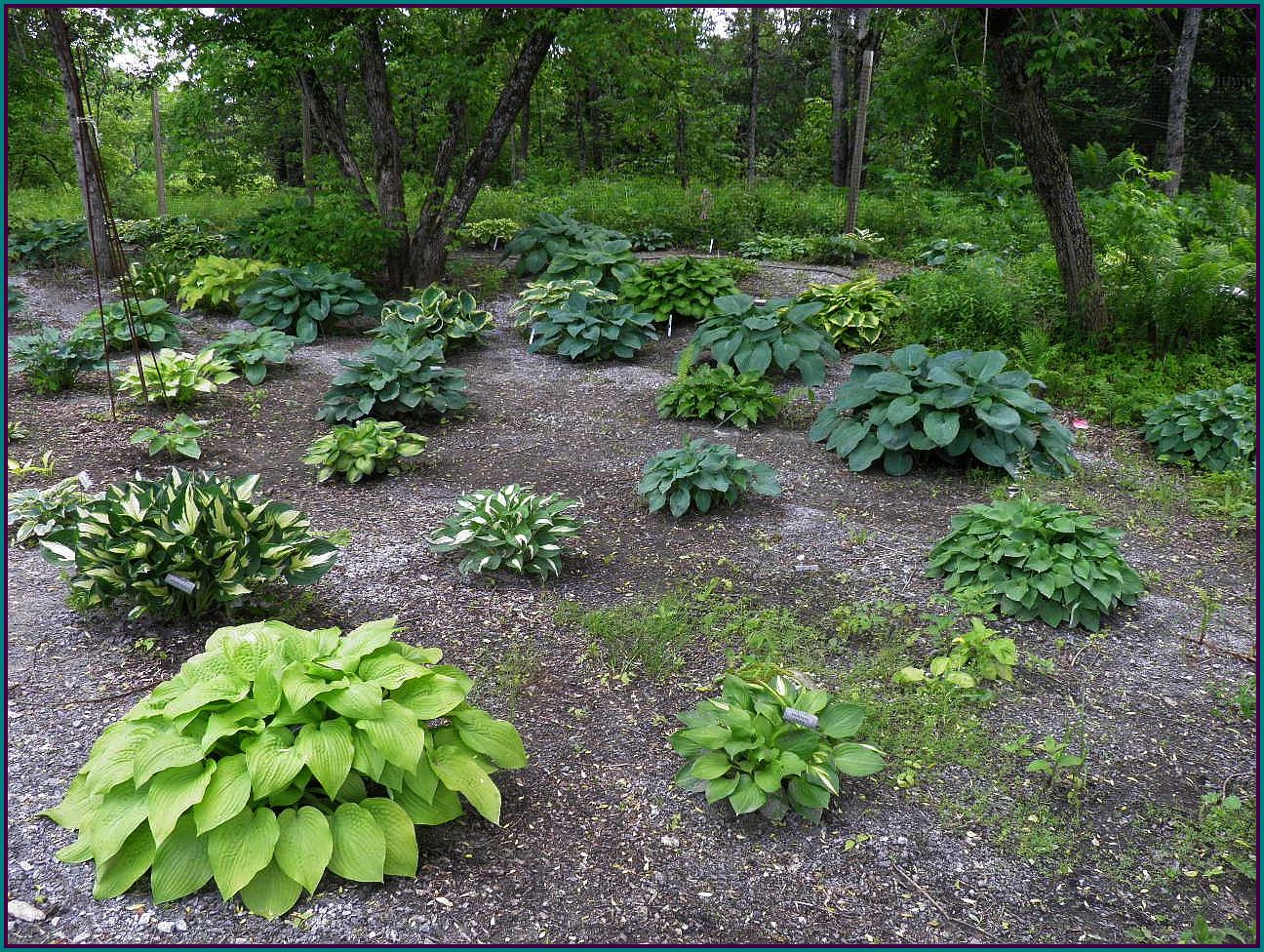 How far apart do you plant hostas information