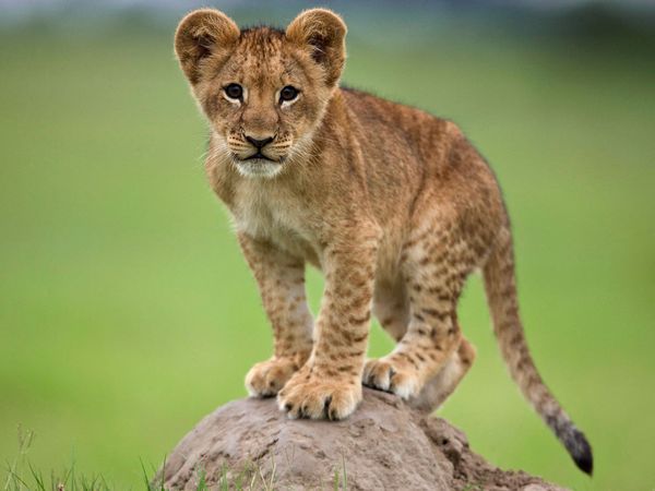 lion-cub-standing-on-rock.jpg
