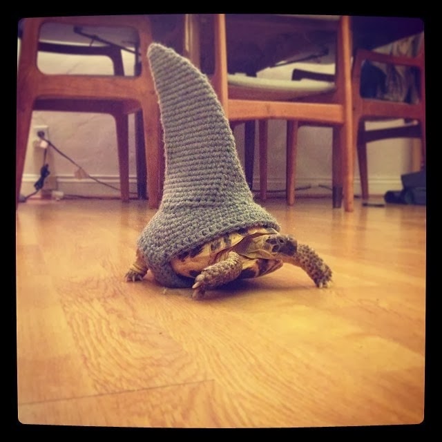 Funny animals of the week - 7 March 2014 (40 pics), turtle wears shark fin made from wool