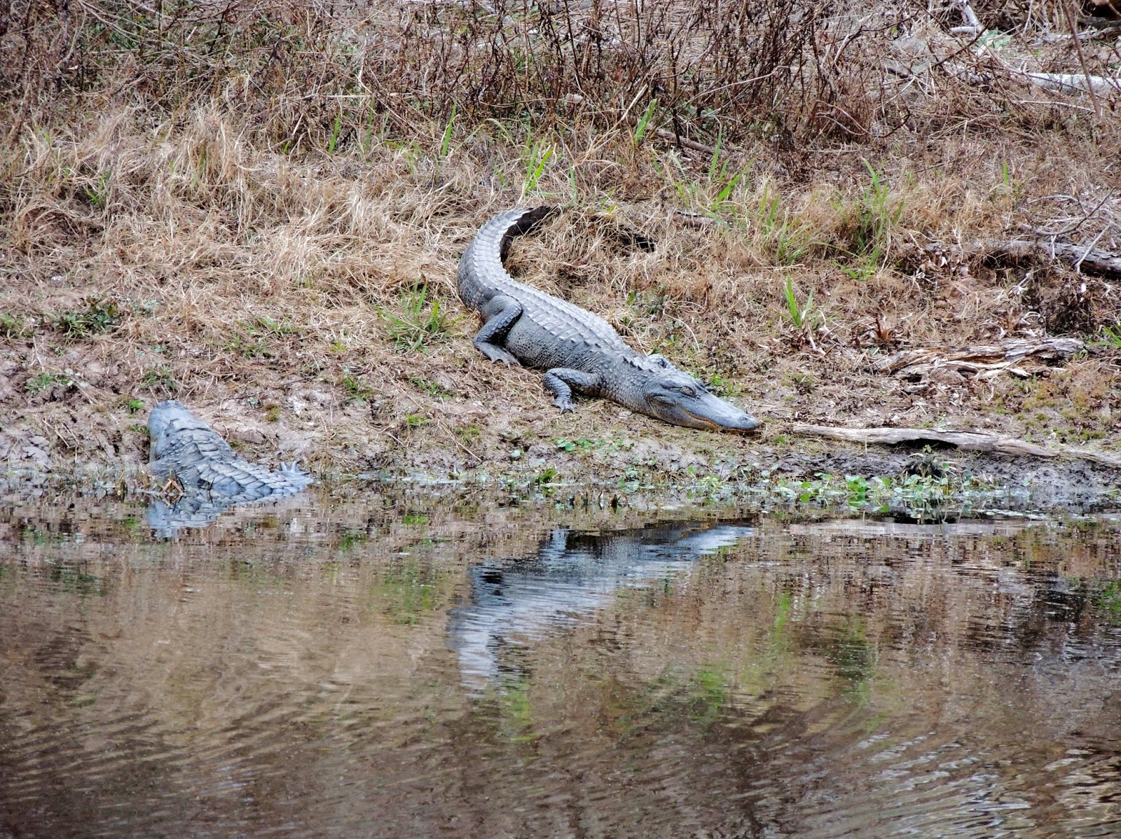 HTownWest Photo Blog Alligator warning signs on Buffalo Bayou