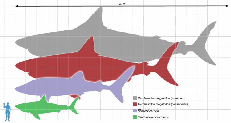kehidupan dunia hiu megalodon hiu prasejarah tertangkap kamera