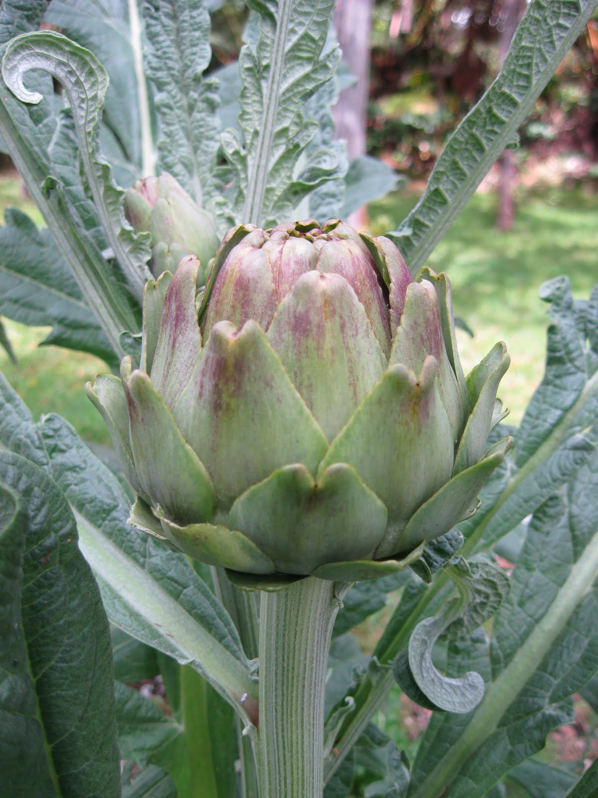 HAWAII GARDENING: Artichoke Lei