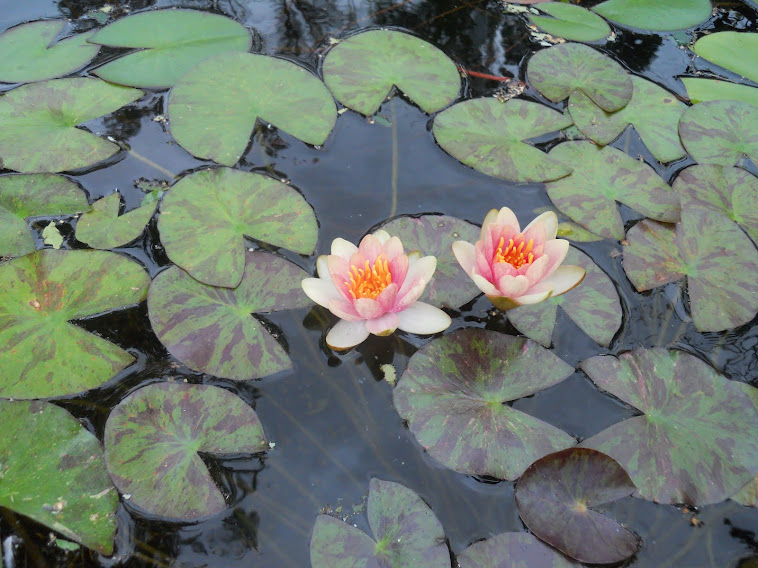 "Chrysantha" water lily