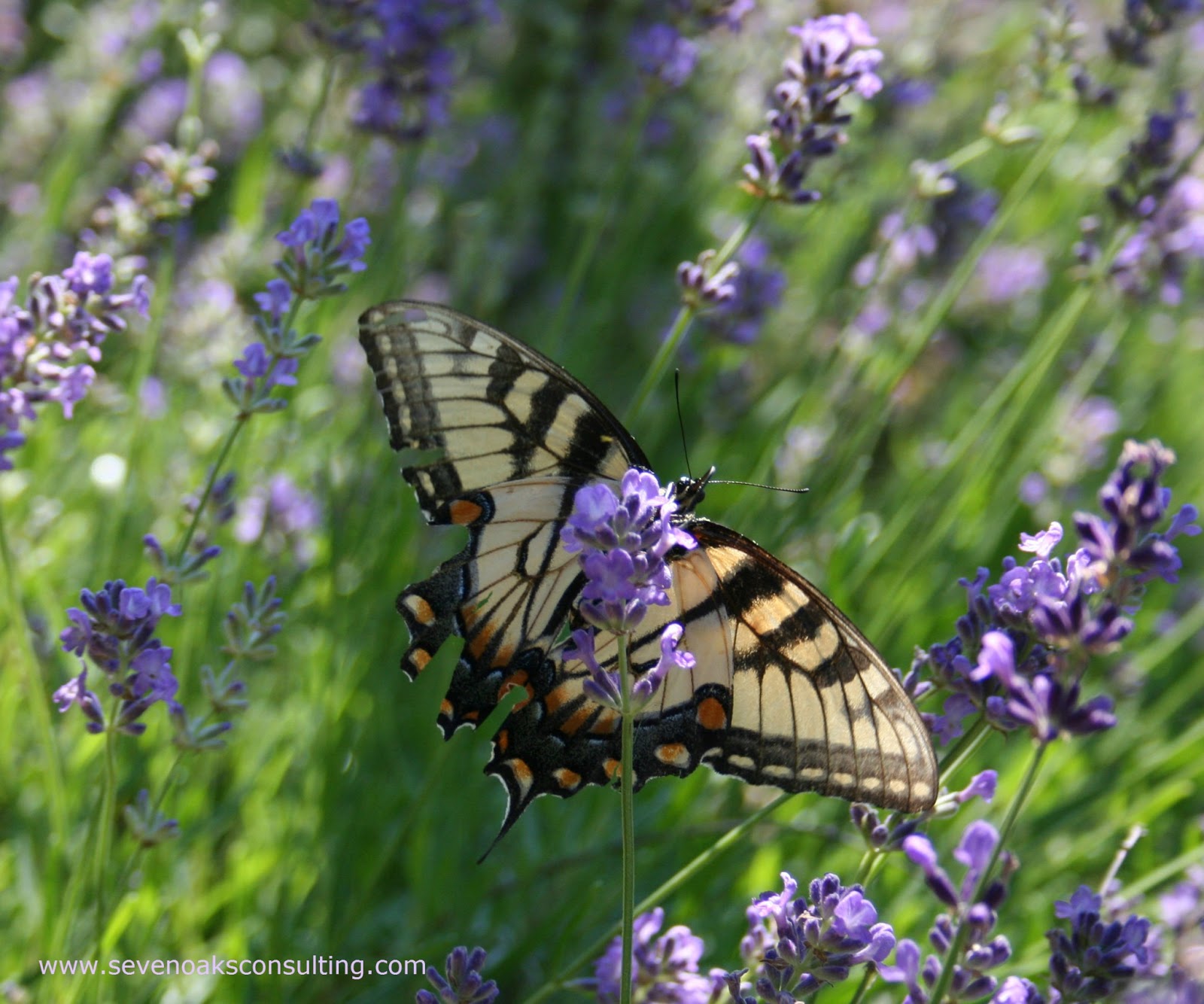Seven Oaks, Home and Garden Joy Perennials to Attract Butterflies