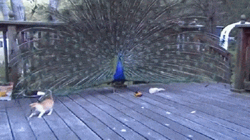 Funny animal gifs - part 117 (10 gifs), kitten playing with peacock's tail