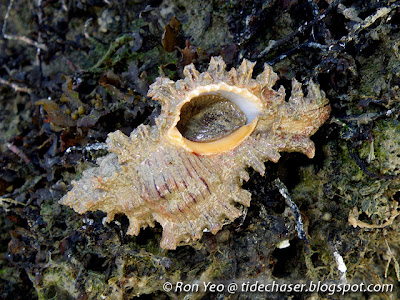 Fireband Murex (Chicoreus torrefactus) Fireband Murex (Chicoreus torrefactus)