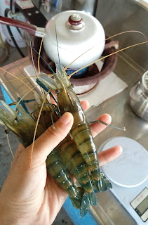 泰國蝦健康養殖