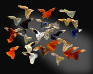 Budidaya Ikan Guppy / Gobi