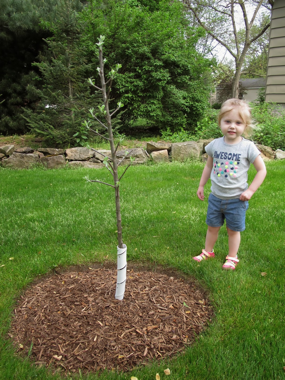The Stephen Clan Baby Apple Trees