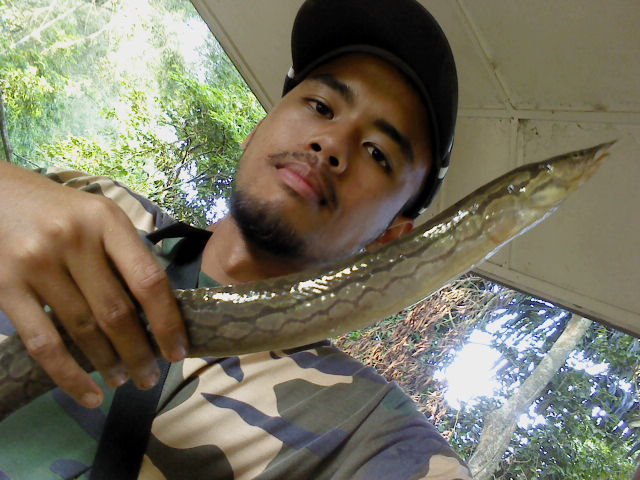 Ikan Tilan