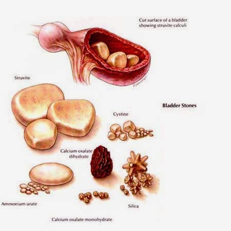 Dog Bladder Diet Food Dog Bladder Diet Food