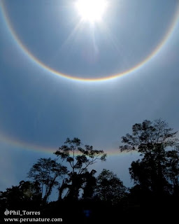 3. Fenomena halo
