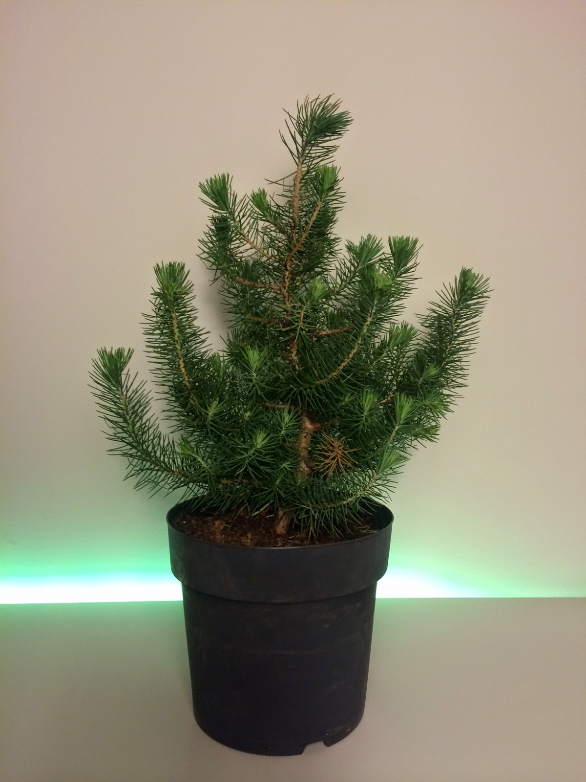 NORDIC NEBARI by Olsen Bonsai made of a 4 Euro tree... (Pinus