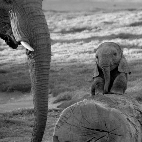 cute real elephant