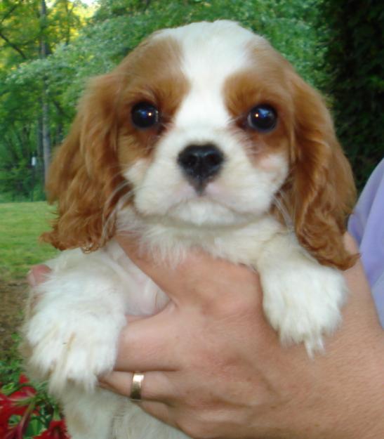 miniature king charles spaniel puppies puppy dogs king charles spaniel puppies miniature king charles spaniel puppies puppy dogs king charles spaniel puppies