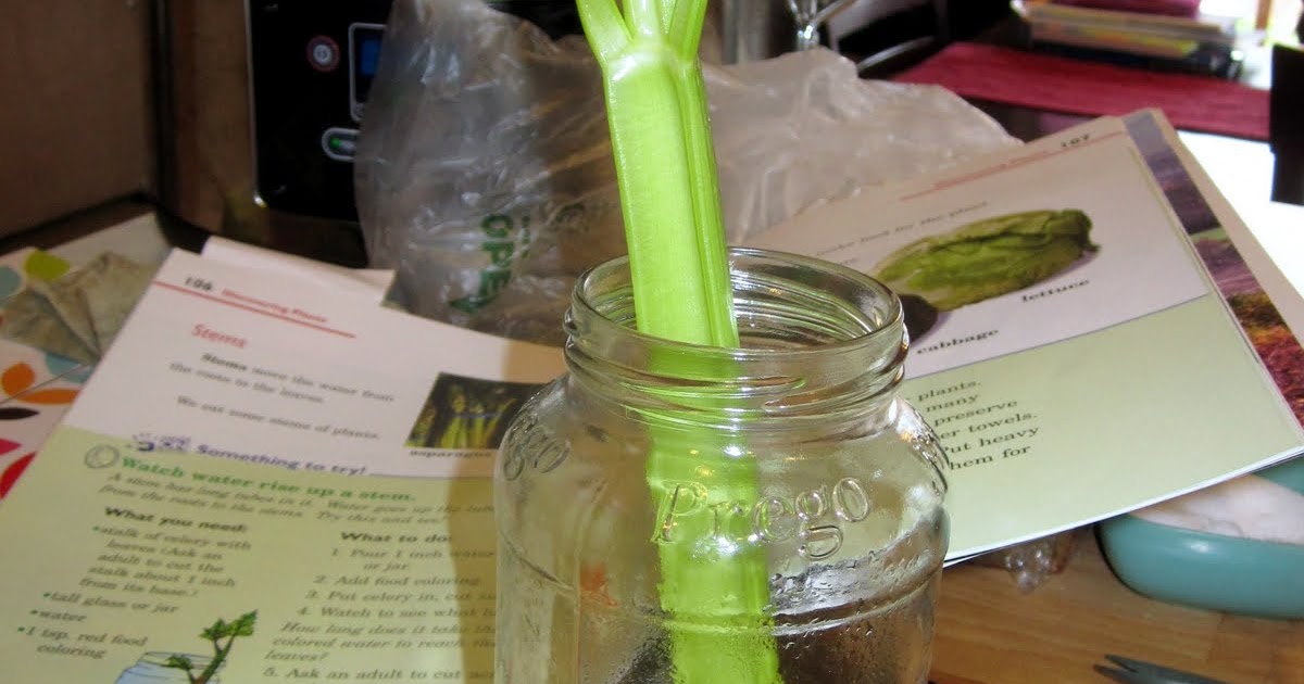 Catz at Home: The Homeschooling Celery Science Experiment.