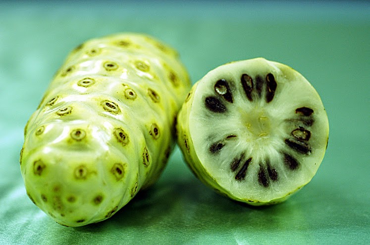 mengkudu mengkudu