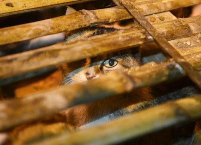 Ativistas chineses resgatam mais de mil gatos que seriam servidos em restaurante