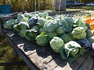 A truck load of cabbage heads