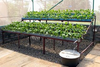 Ebook Panduan menanam sayuran Hidroponik