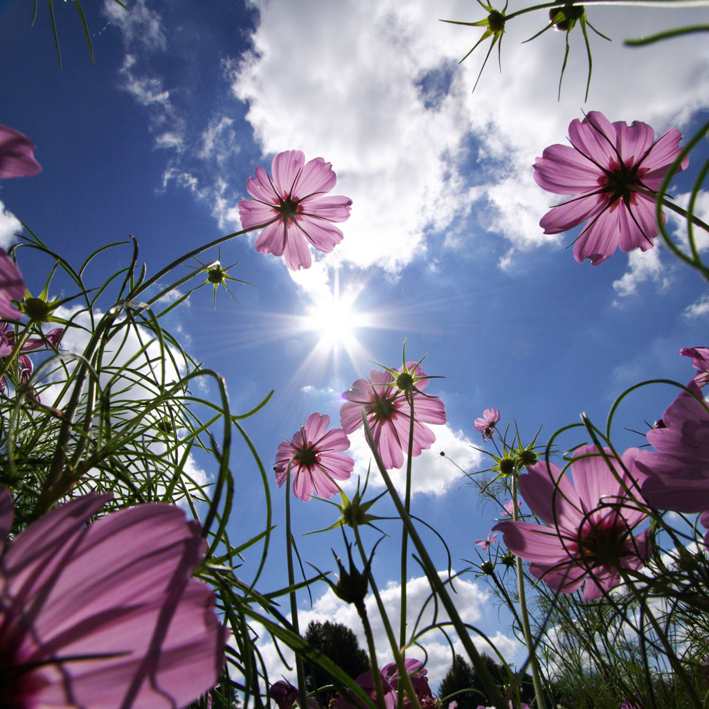 FunTrickz Free Download 21 summer iPad Stunning wallpapers pack