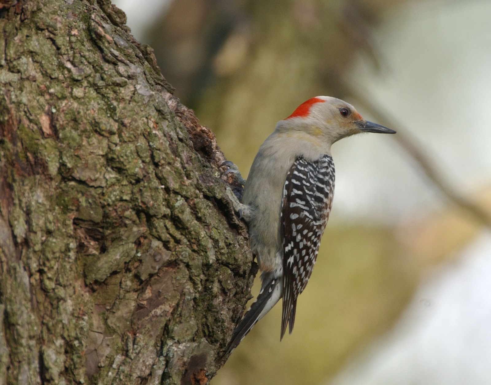 ohio wildlife education update become a birder and you ll ohio wildlife education update become a birder and you ll