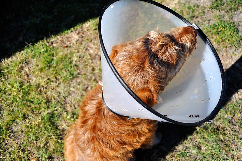 Banksy and the cone of shame; click for previous post