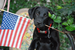 Our very patriotic pup